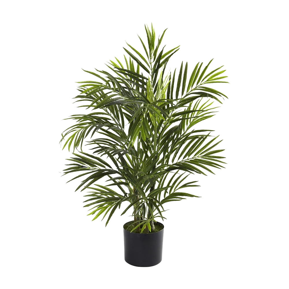 2.5 ft. Breeze Grove Palm