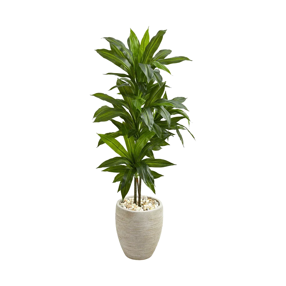 4 ft. Verdana Clay Dracaena with Sand Colored Planter