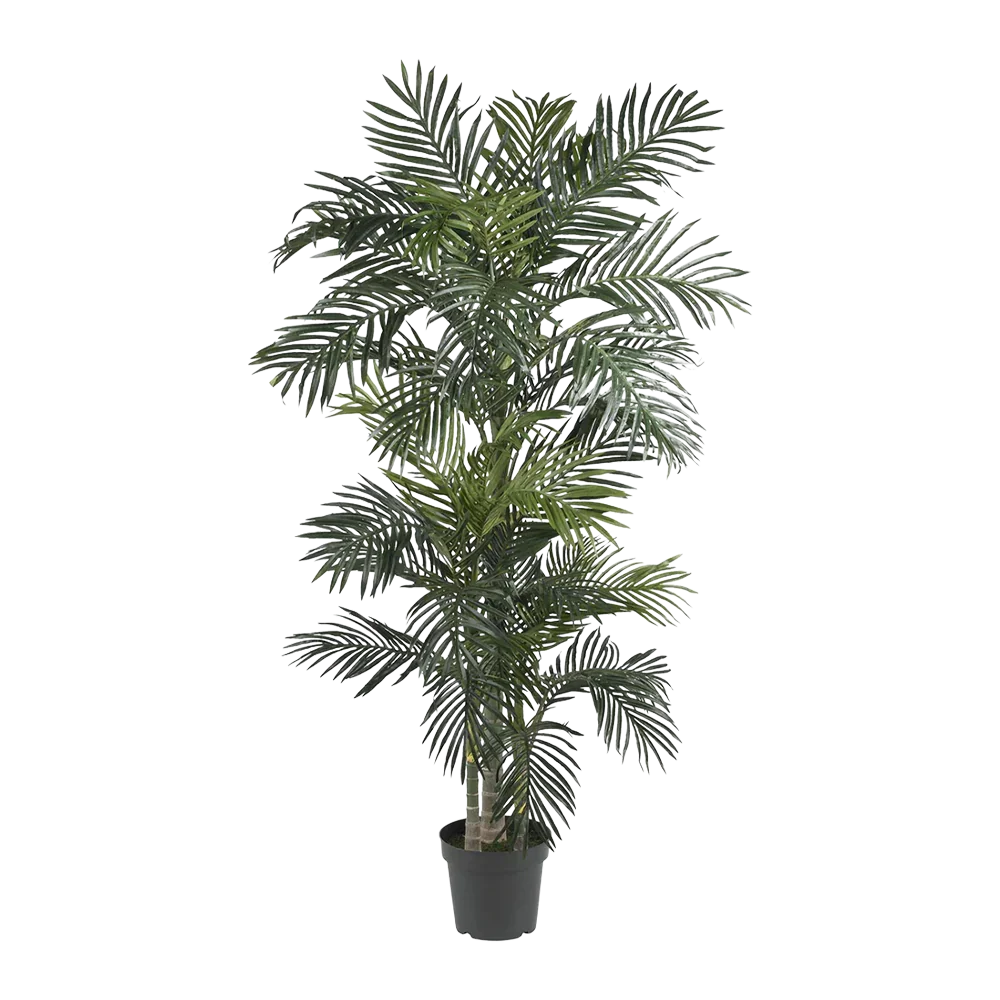 6.5 ft. Suncrest Palm Tree