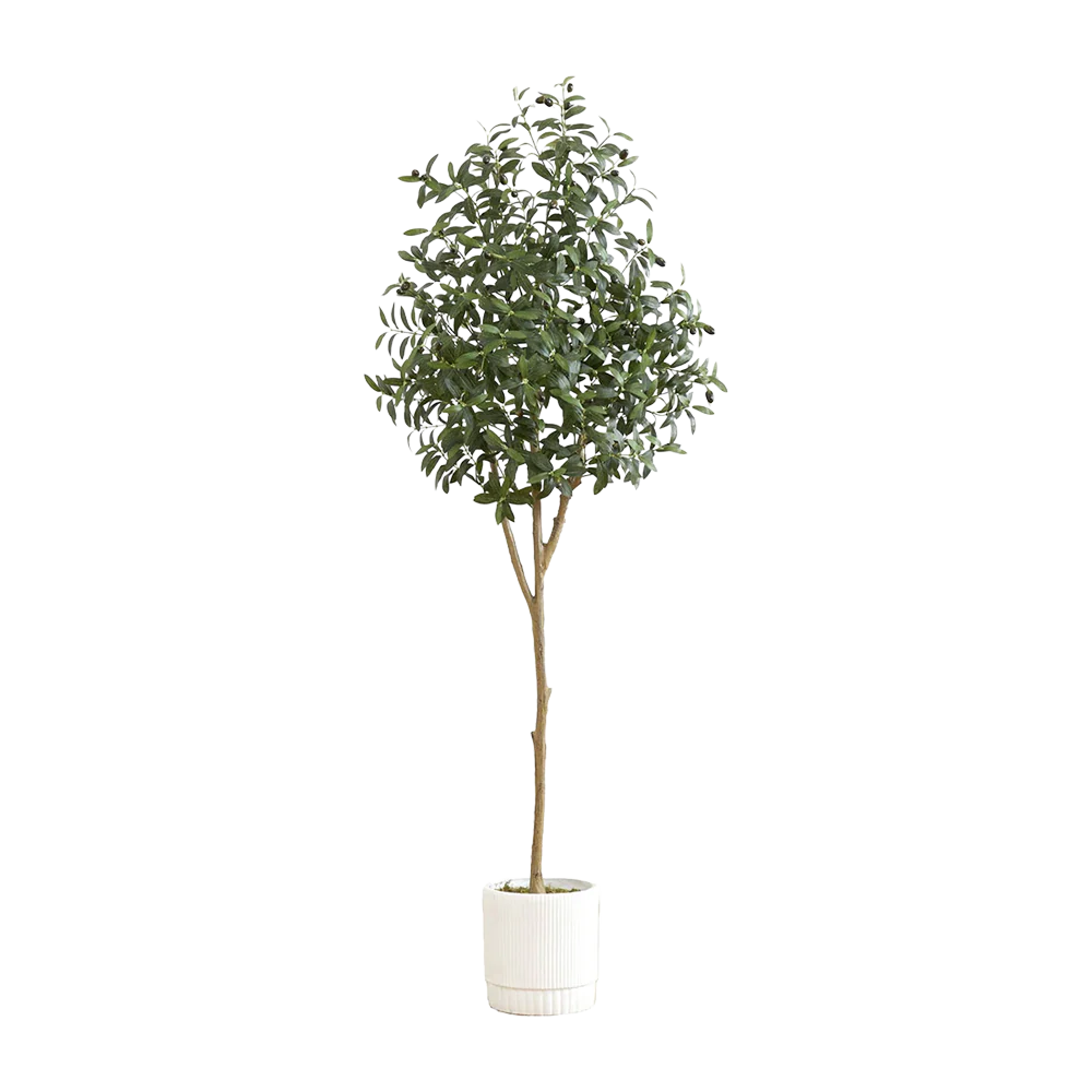 6 ft. Tuscan Still Olive Tree